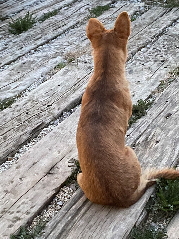 Besucher/Visitor